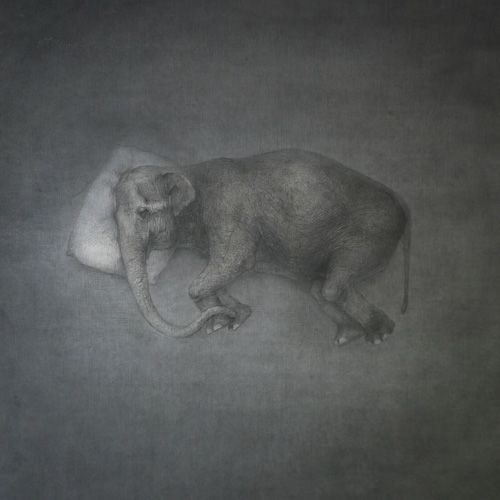 はな子-寝姿の想像図