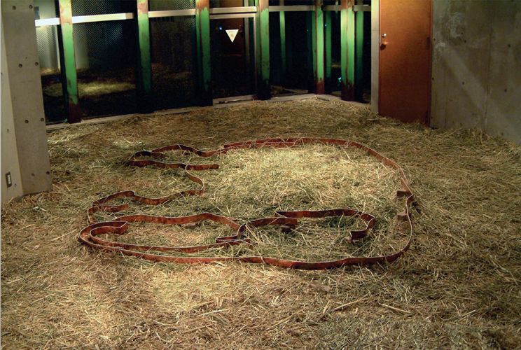 はな子の寝姿（実物大）