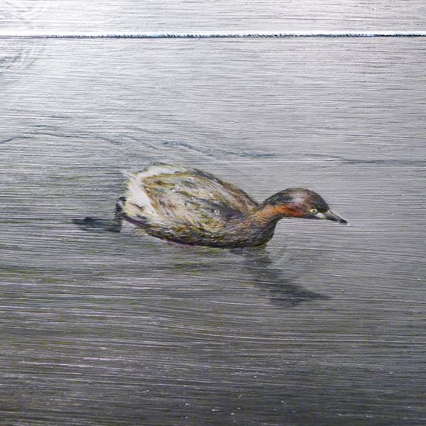 井の頭池-カイツブリのアップ