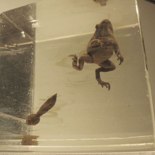 トウキョウダルマガエル