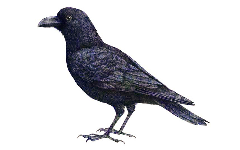 ハシブトカラス