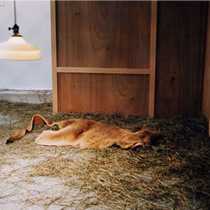 スリーピングワラビー展示