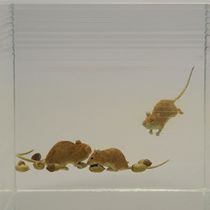 どんぐりと山猫展